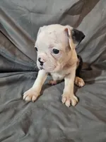 Hutson, a male Frenchton for sale in Moro, IL – 8 of 10