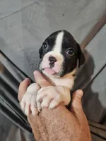 Sully, a male Boxer for sale in Moro, IL – 6 of 7