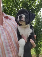 Chaz, a male Boxer for sale in Moro, IL – 4 of 8