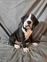 Hutson, a male Boxer for sale in Moro, IL – 2 of 10