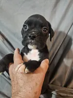 Baxter , a male Boxer for sale in Moro, IL – 6 of 6