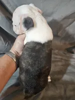 Hutson, a male Frenchton for sale in Moro, IL – 9 of 10