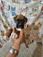 Braxton , a male Boxer for sale in Moro, IL – 7 of 10
