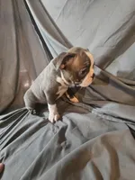 Hutson, a male Boston Terrier for sale in Moro, IL – 6 of 6