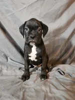 Bailey , a female Boxer for sale in Moro, IL – 6 of 8