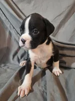 Sully, a male Boxer for sale in Moro, IL – 3 of 7