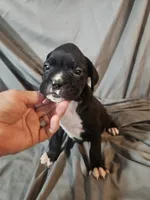 Toby, a male Boxer for sale in Moro, IL – 3 of 8