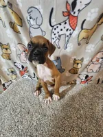 Scout, a male Boxer for sale in Moro, IL – 4 of 10