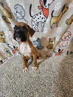 Scout, a male Boxer for sale in Moro, IL – 9 of 10