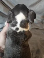 Toby, a male Frenchton for sale in Moro, IL – 1 of 8
