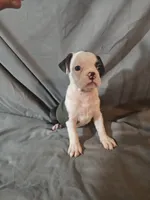 Libby , a female Frenchton for sale in Moro, IL – 5 of 10