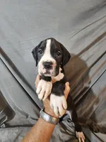 Hutson, a male Boxer for sale in Moro, IL – 10 of 10