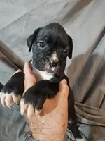Toby, a male Boxer for sale in Moro, IL – 5 of 8