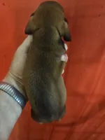 Will, a male Miniature Dachshund for sale in Moro, IL – 3 of 5