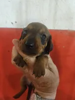 Will, a male Miniature Dachshund for sale in Moro, IL – 5 of 5