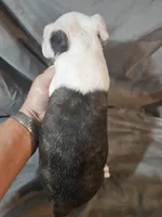 Hutson, a male Frenchton for sale in Moro, IL – 6 of 10