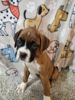 Nobel, a female Boxer for sale in Moro, IL – 5 of 10