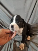 Gemma , a female Boxer for sale in Moro, IL – 2 of 8