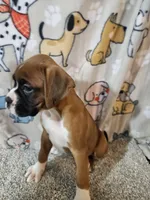 Nobel, a female Boxer for sale in Moro, IL – 2 of 10