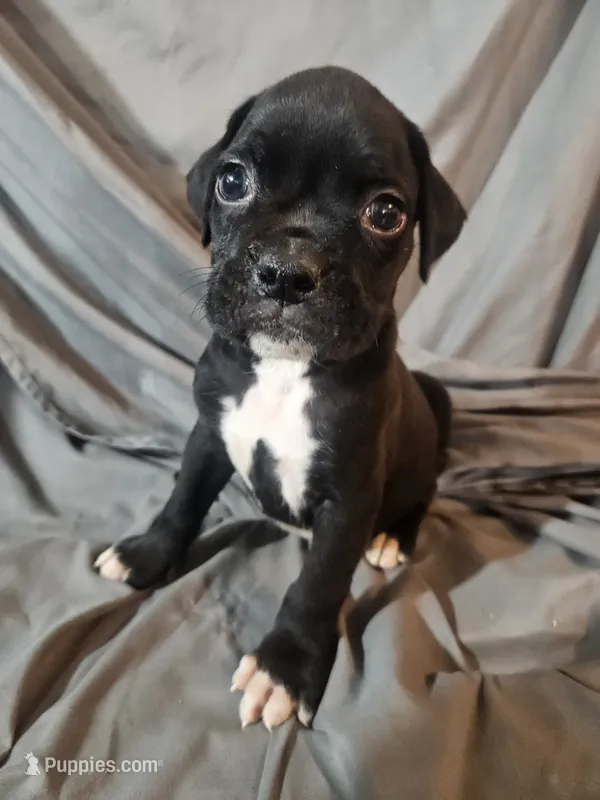 Baxter  – Boxer puppy for sale in Moro, IL