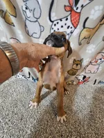 Scout, a male Boxer for sale in Moro, IL – 5 of 10