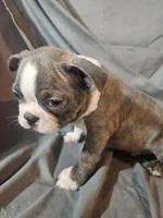 Hutson, a male Boston Terrier for sale in Moro, IL – 3 of 6