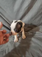 Libby , a female Frenchton for sale in Moro, IL – 9 of 10