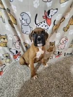 Braxton , a male Boxer for sale in Moro, IL – 2 of 10