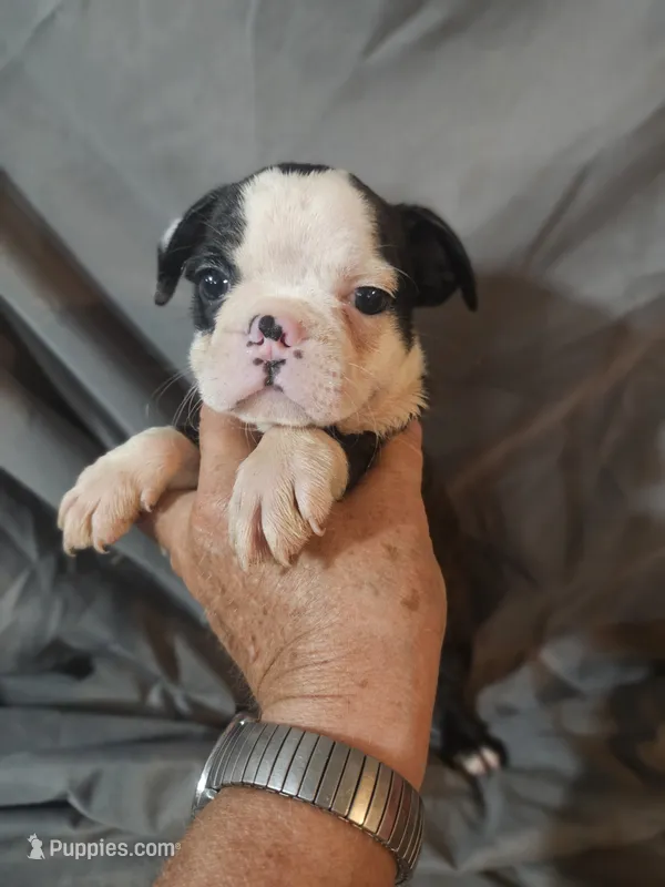 Jake – Frenchton puppy for sale in Moro, IL