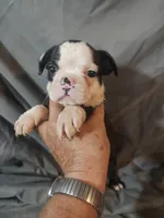 Jake, a male Frenchton for sale in Moro, IL – 1 of 8