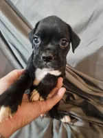 Baxter , a male Boxer for sale in Moro, IL – 3 of 6