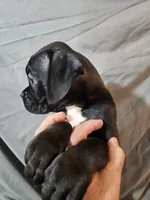 Bailey , a female Boxer for sale in Moro, IL – 3 of 8