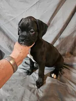 Gemma , a female Boxer for sale in Moro, IL – 7 of 8