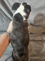Jake, a male Frenchton for sale in Moro, IL – 8 of 8
