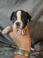 Toby, a male Frenchton for sale in Moro, IL – 8 of 8