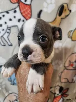 Braxton , a male Boston Terrier for sale in Moro, IL – 4 of 10