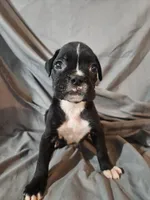 Bailey , a female Boxer for sale in Moro, IL – 2 of 8