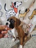Nobel, a female Boxer for sale in Moro, IL – 3 of 10