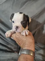 Libby , a female Frenchton for sale in Moro, IL – 10 of 10