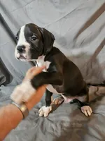 Hutson, a male Boxer for sale in Moro, IL – 7 of 10
