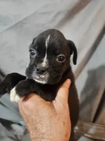 Bailey , a female Boxer for sale in Moro, IL – 6 of 8