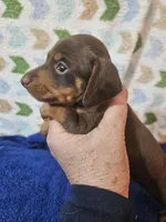 Max, a male Miniature Dachshund for sale in Moro, IL – Photo 7 of 8