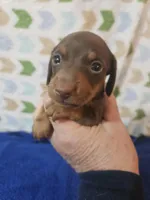 Max, a male Miniature Dachshund for sale in Moro, IL – Photo 6 of 8