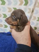 Max, a male Miniature Dachshund for sale in Moro, IL – Photo 4 of 8