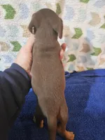 Max, a male Miniature Dachshund for sale in Moro, IL – Photo 2 of 8