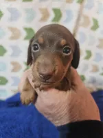 Max, a male Miniature Dachshund for sale in Moro, IL – Photo 5 of 8