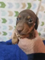 Max, a male Miniature Dachshund for sale in Moro, IL – Photo 3 of 8