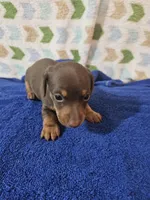 Max, a male Miniature Dachshund for sale in Moro, IL – Photo 8 of 8