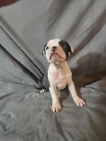 Libby , a female Frenchton for sale in Moro, IL – 3 of 10
