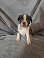 Toby, a male Frenchton for sale in Moro, IL – 5 of 8